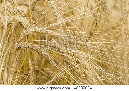 Hordeum Distichon, Barley, Spikes