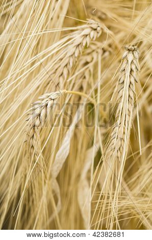 Hordeum Distichon, Barley, Spikes