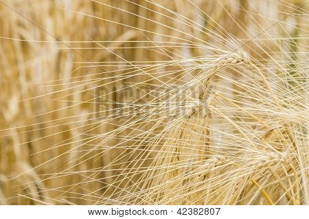 Hordeum Distichon, Barley, Spikes