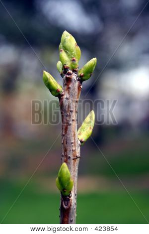 Vie - bourgeons
