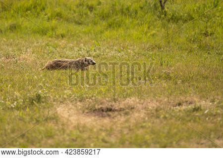 Badger Runs Across Prairie Dog Town While Hunting