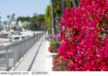 Bougainvillea Or Paperflower Blooming With Pink Bracts On Blurred Promenade Copy Space, Flowering