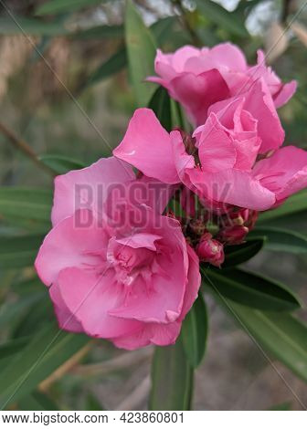 A Beautiful Garden Pink Colour Flowers Plant