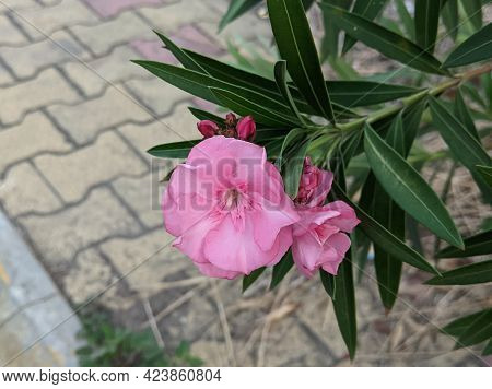A Beautiful Garden Pink Colour Flowers Plant