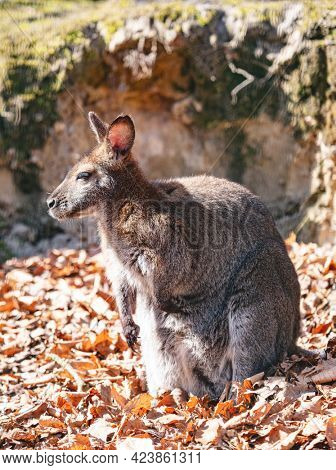 Red necked wallaby full body portrait