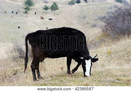 Herd Ow Cows Grazing On Field