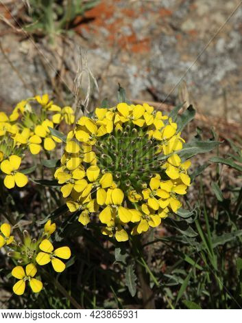 Wallflower (erysimum Asperum) Yellow Wildflower In Beartooth Mountains, Montana