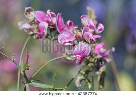 ดอกไม้ Sweetpea