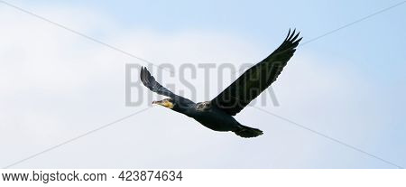 Detailed Cormorant In Flight With Spread Wings. Against A Blue Sky With White Clouds. Copy Space, Co