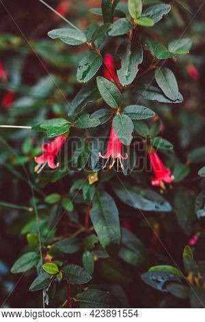 Native Australian Plant Outdoor In Sunny Backyard