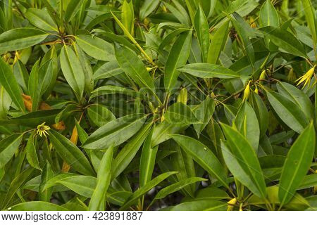 Young Leaves Of Avicennia Marina In A Mangrove Forest