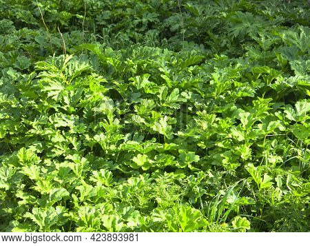 Thickets Of Poisonous Hogweed (heracleum Sosnowskyi) In The Spring