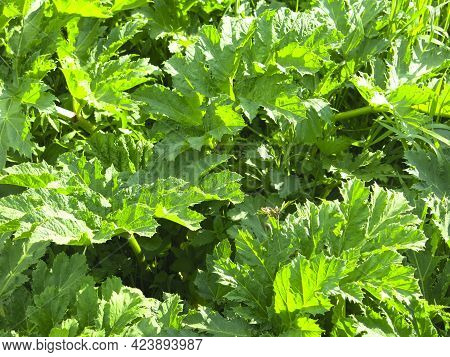 Thickets Of Poisonous Hogweed (heracleum Sosnowskyi) In The Spring