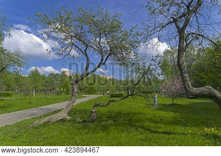 Moscow, Russia - May 19, 2021: Old Apple Trees With A Bizarrely Curved And Twisted Trunks. Apple Orc