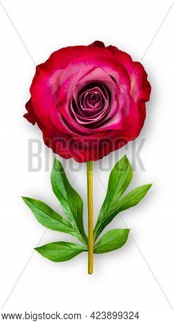 Offbeat Rose Flower. Composition Of Red-pink Rose And Peony Leaves. Art Object On A White Background