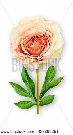 Offbeat Rose Flower. Composition Of Orange-cream Rose And Peony Leaves. Art Object On A White Backgr