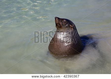 ตราขนแหลม