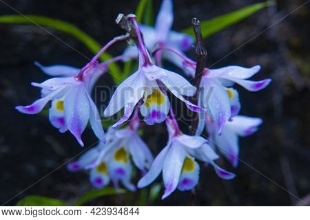 White Orchid Flower, Beautiful Flowers Black Background