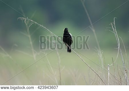 A Bobolink Sitting On A Dried Grass Stalk In An Open Field.