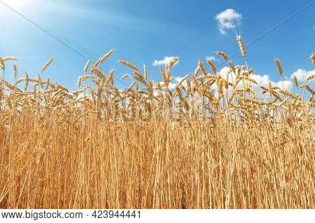 Scenic Landscape Of Ripe Golden Organic Wheat Stalk Field Against Blue Sky On Bright Sunny Summer Da