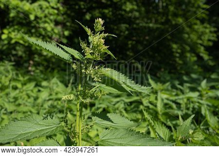 Blooming Nettles In A Forest Glade, On A Sunny Day