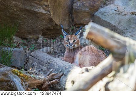 The Large Feline Beast Karakal - Caracal - Lies Among The Trees