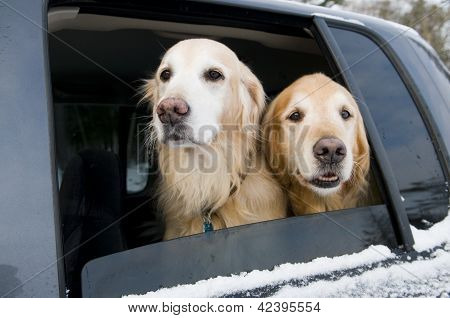 Paseo de coches del Golden Retriever