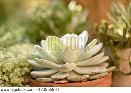 Succulent In Flower Pot Outdoors At Sunset. Beautiful Garden With Variety Plants.selective Focus On 