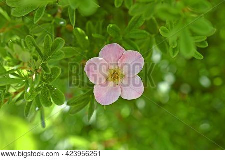 Pink Flower Lapchatka Is One Of The Varieties Of Herbaceous Plants Of The Family Rosaceae.