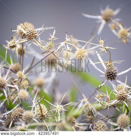 Thistle Buds On A Natural Background. Selective Focus