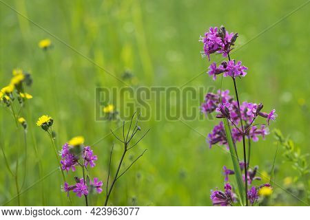 Viscaria Vulgaris. Flowering Meadow. Delicate Pink Flowers Close-up. European Summer Nature. Country