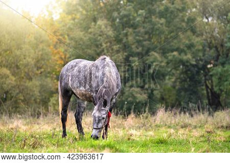 Beautiful Gray Horse Grazing In Summer Field. Green Pasture With Feeding Farm Stallion.