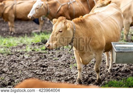 Cows On A Pasture Drink Water From A Drinking Bowl. A Barrel Of Water On Wheels. Drinking Barrel For