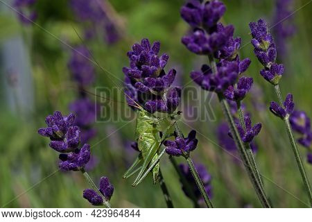 Green Grasshopper In Sprigs Of Lavender In Summer