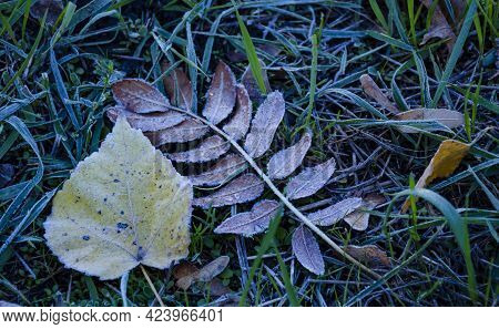 Frozen Grass And Leaves. Frost, Frost On The Grass And Ground. Background With The First Autumn Fros