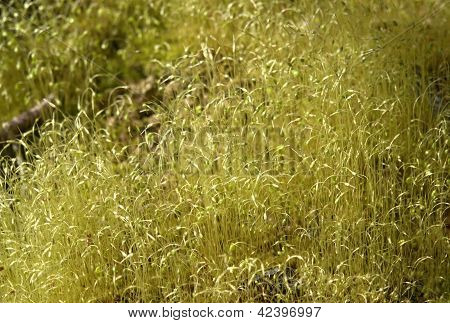 Musgo Sporangiums Macro