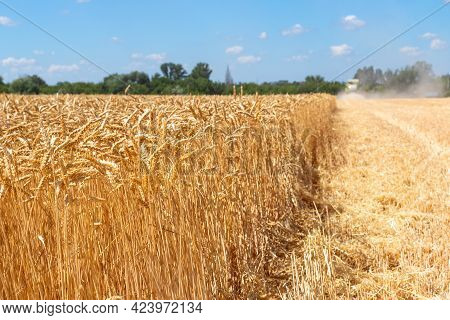 Scenic Landscape Of Ripe Golden Organic Wheat Stalk Field Against Blue Sky On Bright Sunny Summer Da