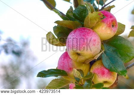 Red Apple On The Branch. Juicy Apple In The Garden