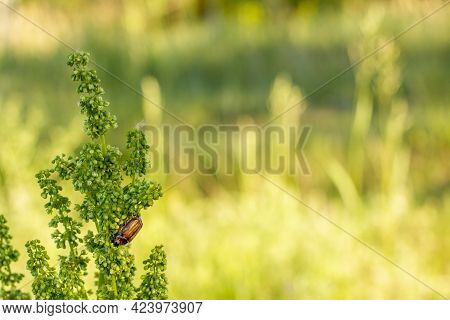 Maybug Sits On The Plant Against The Side Of The Bokeh In The Form Of A Summer Meadow.