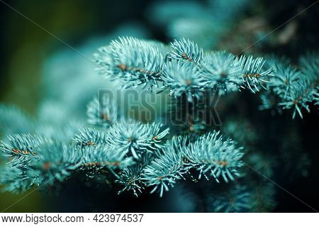Blue Spruce Tree Close-up. Shallow Focus, Background And Foreground Blur. Fir Tree Brunch Close Up.