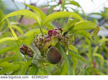 Peach Leaf Curl. Fruit Tree Infected With Taphrina Deformans In The Early Summer. Fungus And Plant P