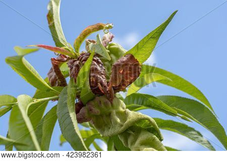 Peach Leaf Curl. Fruit Tree Infected With Taphrina Deformans In The Early Summer. Fungus And Plant P