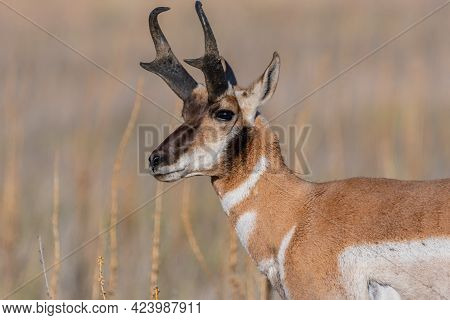 Pronghorn In The Field Of Antelope Island Sp, Utah