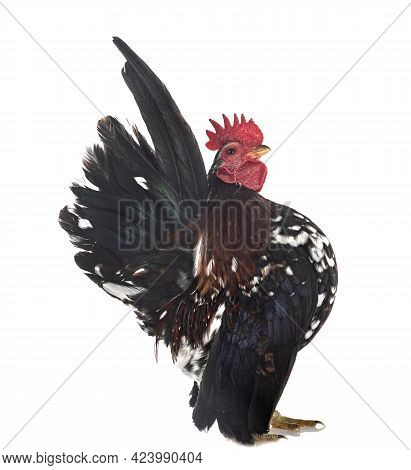 Malaysian Serama In Front Of White Background