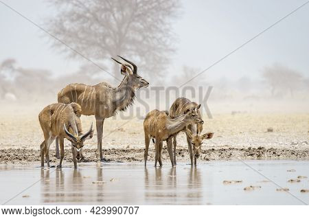 A Small Herd Of Kudu Drinking From The Waterhole At Nxai Pan, Botswana.
