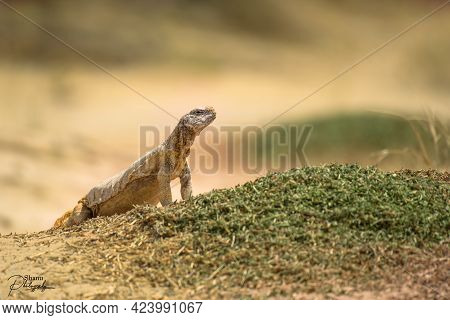 A Selective Focus Shot Of Uromastyx Agamid Lizard