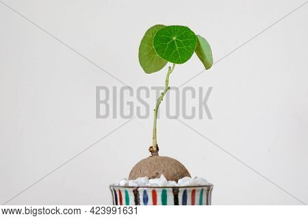 Stephania Erecta In A Minimalist Ceramic Pot On White Background.
