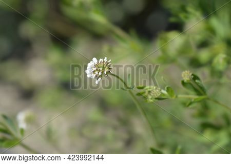 Herb Canary Clover - Latin Name - Dorycnium Herbaceum (lotus Herbaceus)
