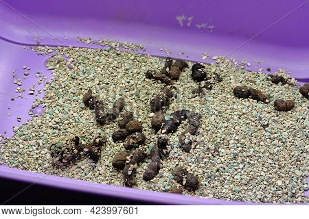 Cat Feces In An Uncollected Litter Box With Litter, Close-up