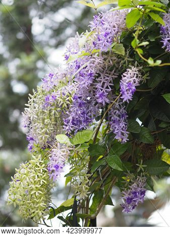 Flower Purple Sandpaper Vine Purple Wreath Bouquet Of Five Petals Like Five Pointed Hairy Base Of Th